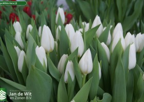 Tulipa White Hero (2)