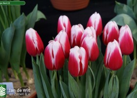 Tulipa Xavi (2)