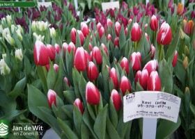 Tulipa Xavi (3)