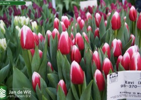 Tulipa Xavi (5)