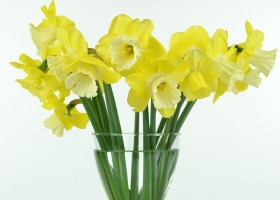 Narcissus Altun Ha (1)