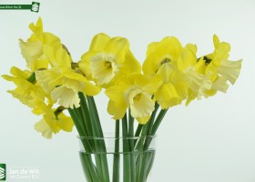 Narcissus Altun Ha (2)