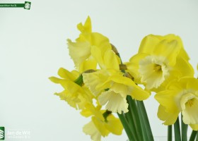 Narcissus Altun Ha (3)