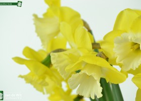 Narcissus Altun Ha (4)
