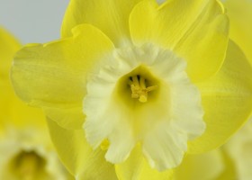 Narcissus Altun Ha (5)