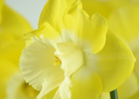 Narcissus Altun Ha (6)