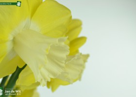 Narcissus Altun Ha (7)