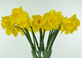 Narcissus Arkle (1)