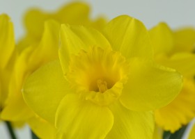 Narcissus Arkle (4)