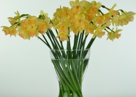 Narcissus Blushing Lady (1)