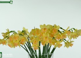 Narcissus Blushing Lady (2)