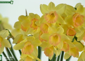 Narcissus Blushing Lady (3)