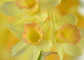 Narcissus Blushing Lady (4)