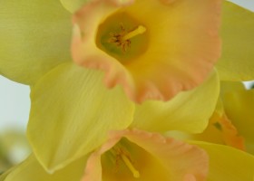 Narcissus Blushing Lady (5)