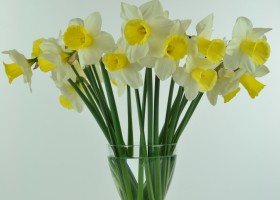 Narcissus Bravoure (1)