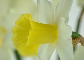 Narcissus Bravoure (10)