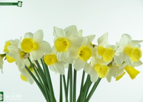 Narcissus Bravoure (2)