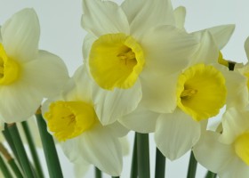 Narcissus Bravoure (3)