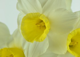 Narcissus Bravoure (4)