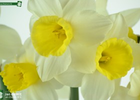 Narcissus Bravoure (5)