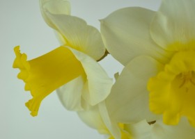 Narcissus Bravoure (6)
