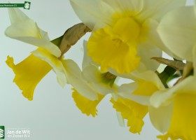 Narcissus Bravoure (7)