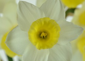 Narcissus Bravoure (8)