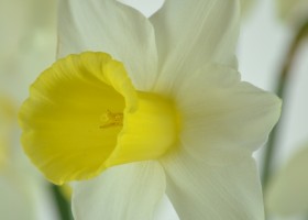 Narcissus Bravoure (9)