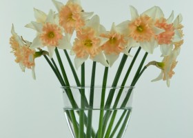 Narcissus Dear Lover (1)