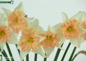 Narcissus Dear Lover (2)