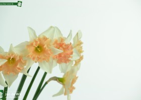 Narcissus Dear Lover (3)