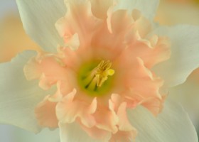 Narcissus Dear Lover (5)