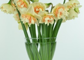 Narcissus Delnashaugh (1)