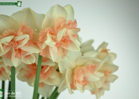 Narcissus Delnashaugh (2)