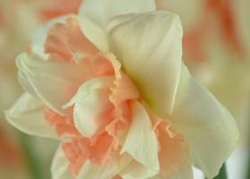 Narcissus Delnashaugh (3)