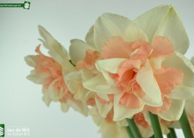 Narcissus Delnashaugh (4)