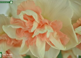 Narcissus Delnashaugh (5)