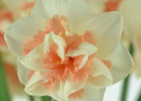 Narcissus Delnashaugh (6)