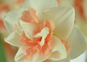 Narcissus Delnashaugh (7)