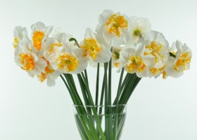 Narcissus Dolly Mollinger (1)