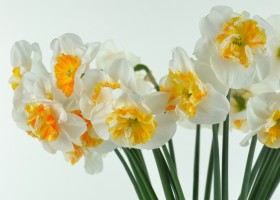 Narcissus Dolly Mollinger (2)