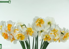 Narcissus Dolly Mollinger (3)