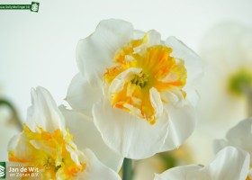 Narcissus Dolly Mollinger (4)