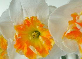 Narcissus Dolly Mollinger (5)