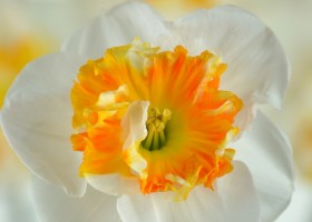Narcissus Dolly Mollinger (6)