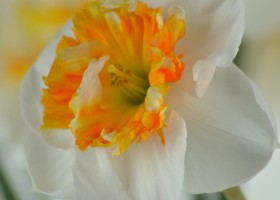 Narcissus Dolly Mollinger (7)