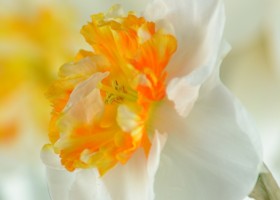 Narcissus Dolly Mollinger (8)