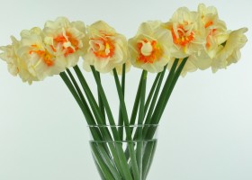 Narcissus Flower Parade (1)