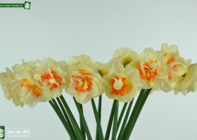 Narcissus Flower Parade (2)