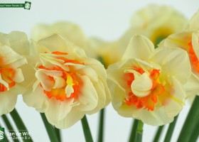 Narcissus Flower Parade (3)